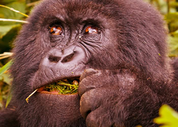gorilla tracking Bwindi